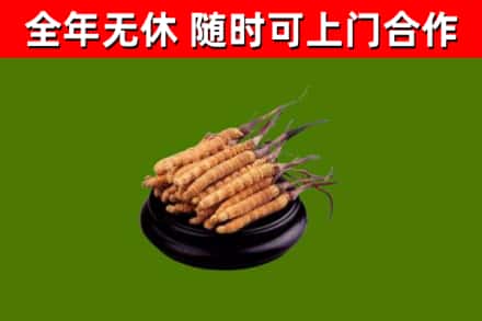 林周烟酒回收冬虫夏草.jpg
