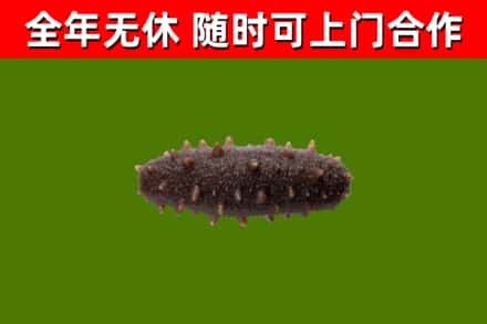 林周烟酒回收干海参.jpg